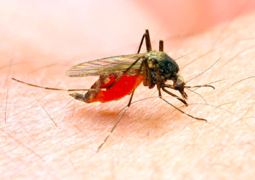 Malaria In Nigeria: Key Facts To Know