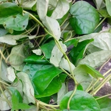 Health Benefits Of Uziza Leaf