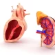 3 Foods You Should Consume Regularly To Keep Your Heart And Kidney Healthy