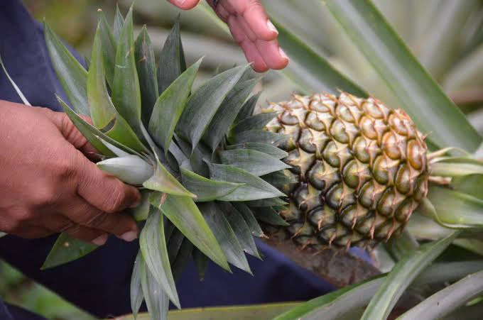 5 Health Benefits Of Boiling Pineapple Leaves To Make Tea